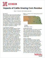 Thumbnail image of Impact of Cattle Grazing Corn Residue PDF